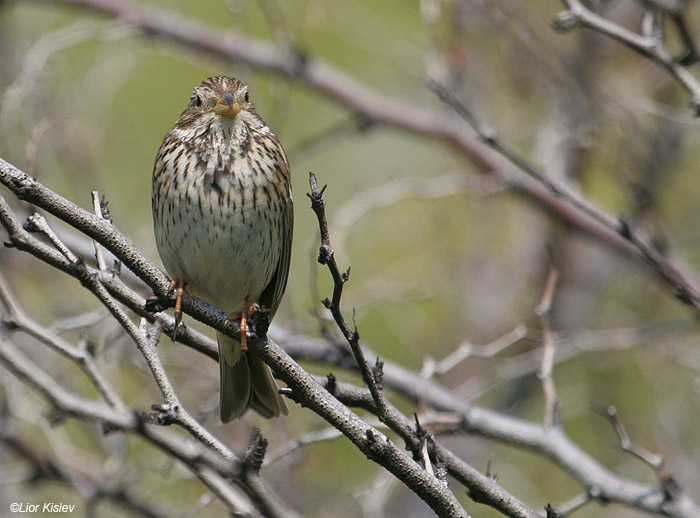   Corn Bunting Miliaria calandra                                , , 2009,:   